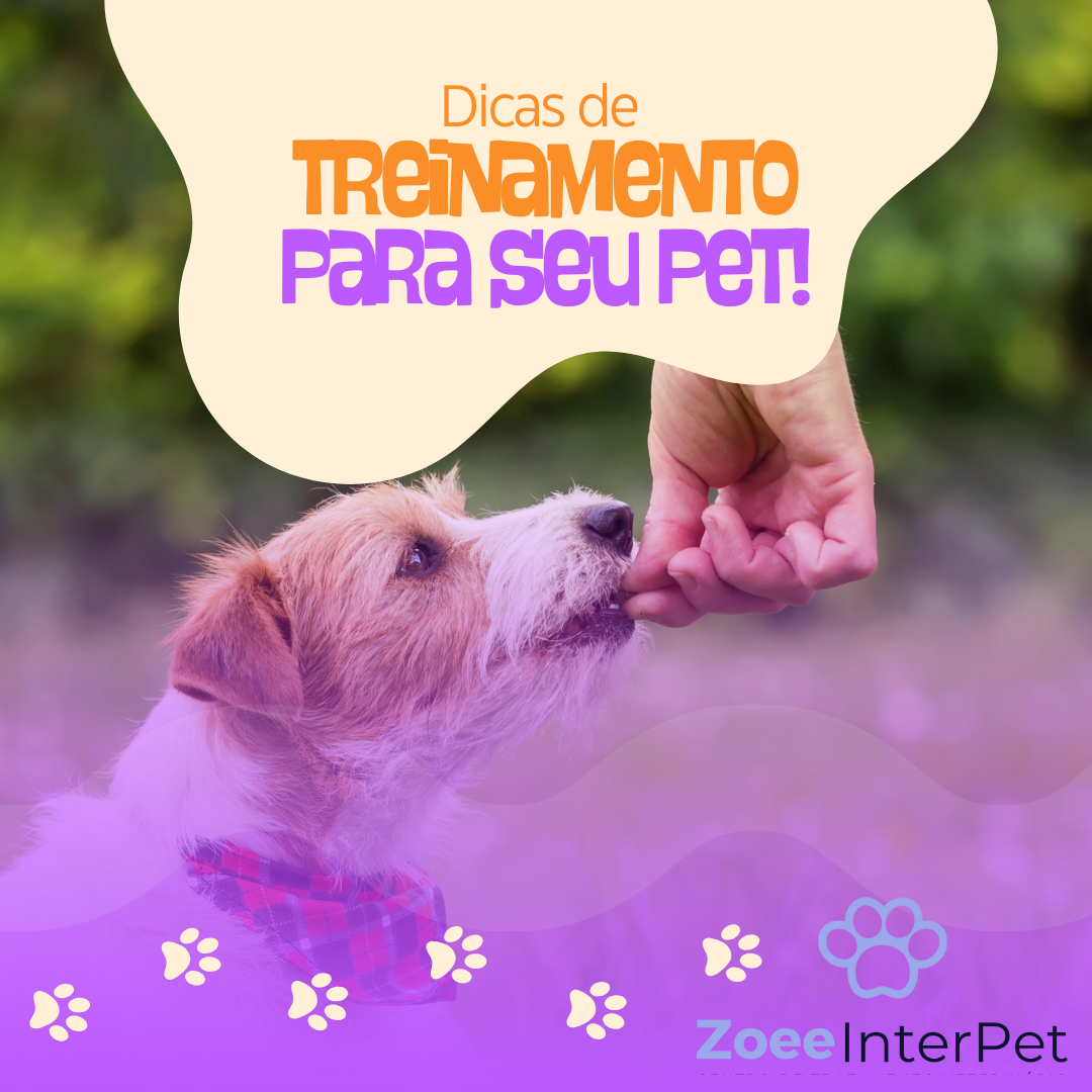 Treinamento e Comportamento Animal: Dicas de Adestramento, Solução de Problemas e Como Lidar com a Ansiedade de Separação