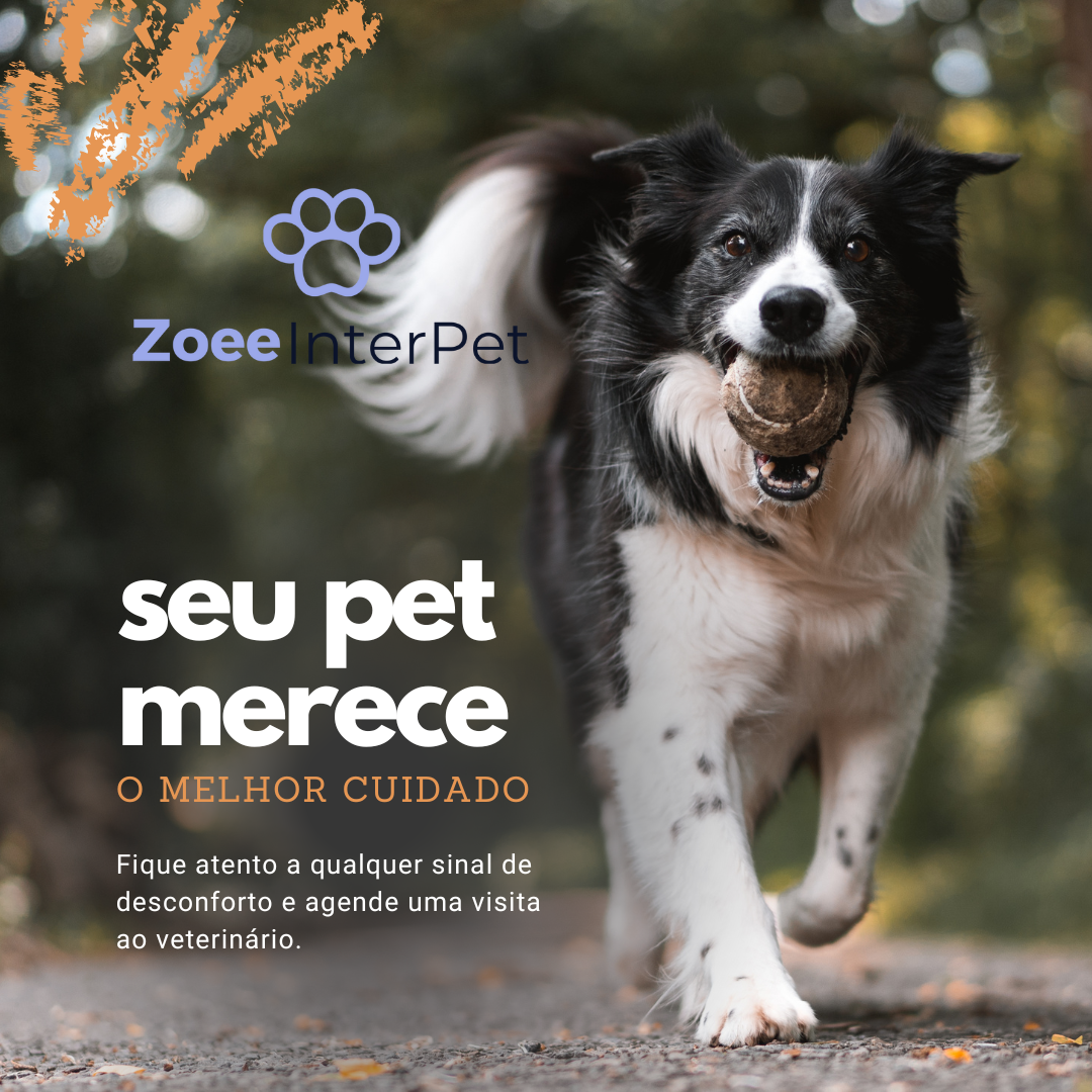 Cuidados com a Saúde Animal: Principais Doenças, Sintomas e Quando Levar ao Veterinário